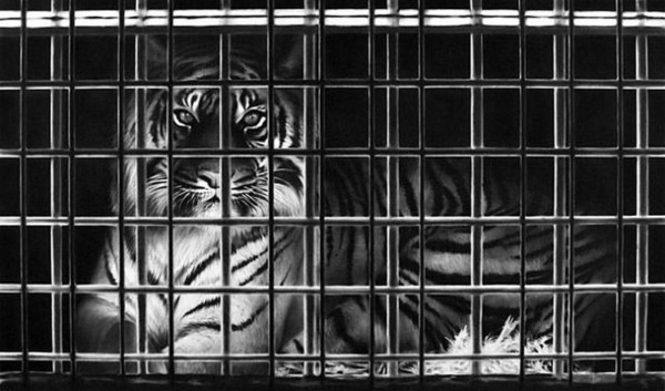 Jak tygrys w klatce