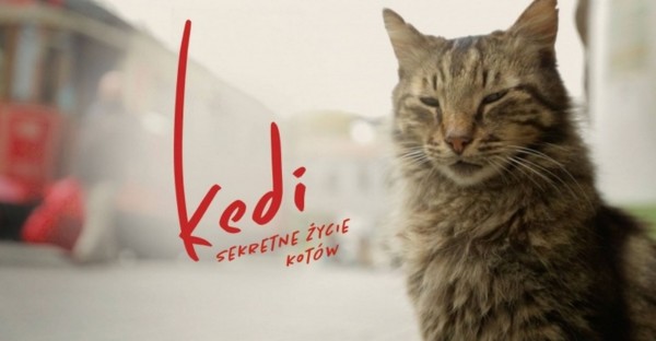 Kedi - sekretne życie kotów 