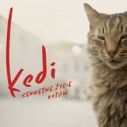 Kedi – sekretne życie kotów