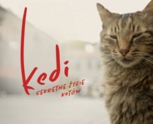 Kedi – sekretne życie kotów