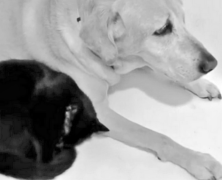 Labrador i bezdomny kociak – miłość totalna