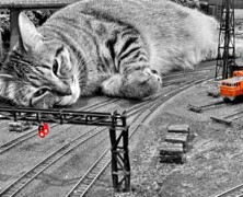 Kot kolejowy