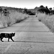 Kot przebiegł drogę