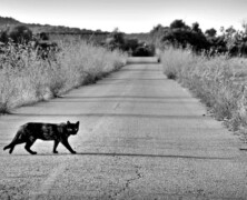Kot przebiegł drogę